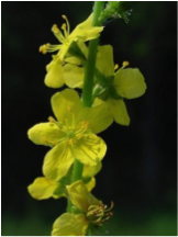 agrimony