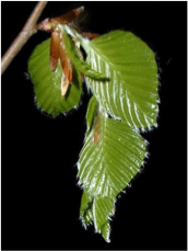 beech