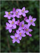centaury