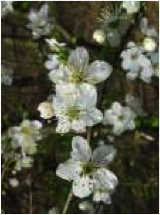 cherry plum
