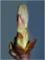 chestnud bud