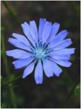 chicory