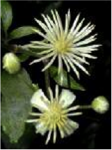 clematis