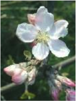 crab apple
