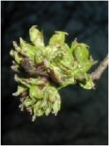 elm