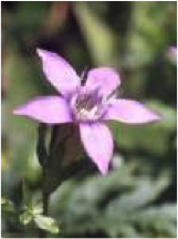 gentian