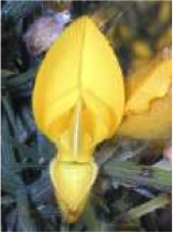 gorse