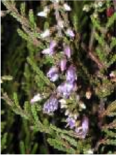 heather