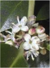 holly
