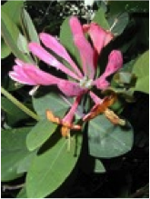 honeysuckle