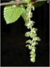 hornbeam