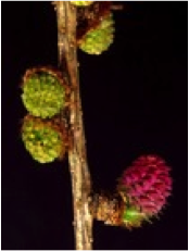 larch