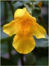 mimulus