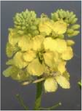 mustard