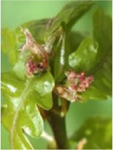 oak