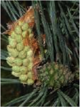 pine