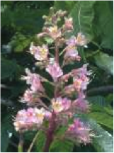 red chestnut