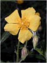 rock rose