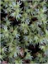 scleranthus