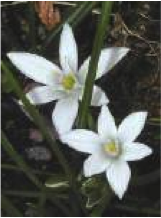 star of bethlehem