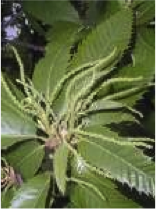 sweet chestnut