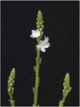 vervain