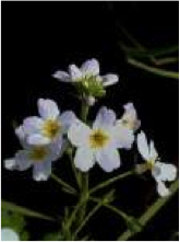 water violet