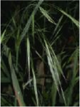 wild oat
